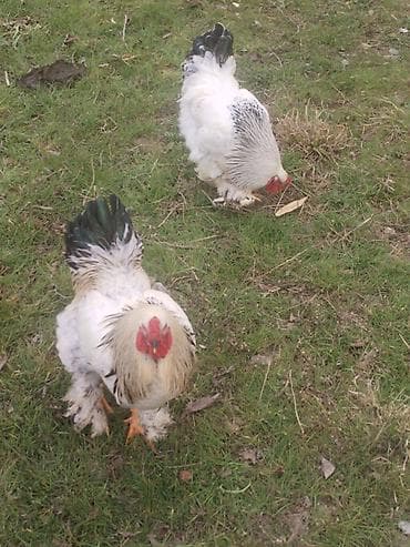 Keçilər, çəpişlər: Brahma cinsi xoruzlar - Ağ rəngli, boyun və quyruq hissəsində — 2