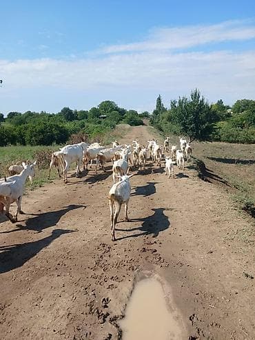 Qiymət razilaşma yolu ilə Topa satılır saf qan sani Ünvan Ağdam lalafo.az -da Qiymət razilaşma yolu ilə Topa satılır saf qan sani Ünvan Ağdam
