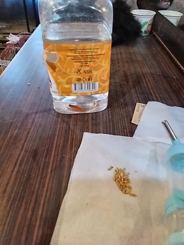 Meçenos balığı, Sülhsevər lalafo.az -da Meçenos balığı, Sülhsevər