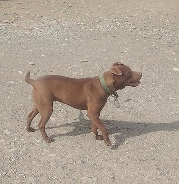 azerbaycan it adlari: Cins: it (tam cins məlumatı göstərilmir) Rəng: tünd qəhvəyi — 4