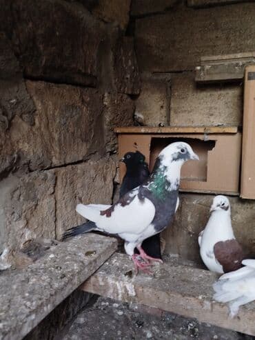 Pişiklər: Əlaqə üçün vatsap — 3