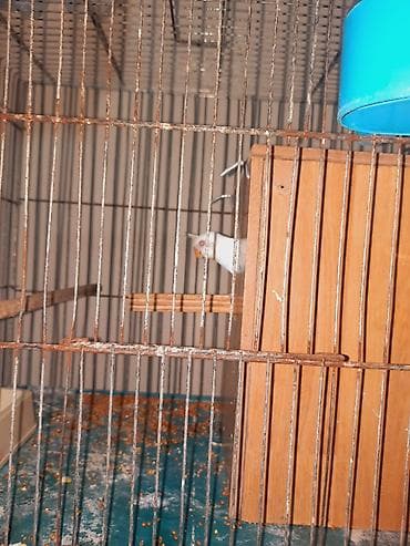 qus evi: 5 cüt balalı papuqay satılır. - Aksessuarlar şəkillərdə: qəfəs — 2