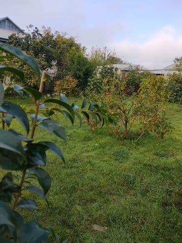 zefir bitkisi: Məhsul: Meyvə ağacları ilə yaşıllıq sahəsi (həyətyanı bağ)Günəşli — 7