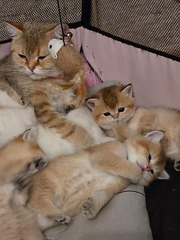 ev donuzu: Britan — 3