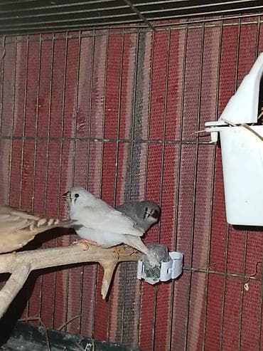 mayali yumurta satisi: Satılır. zebra amadın balaları. iki eddedi. sağlam dene düşmüş — 2