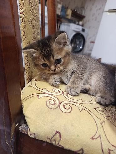 Pişiklər: Britan, Yaxşı əllərə — 6