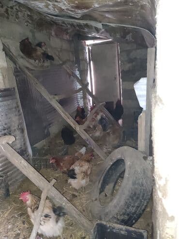 Digər kənd təsərrüfatı heyvanları: Toyuqlar — 4