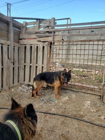 it satisi ucuz: Alman çoban iti, 11 ay, Erkek, Peyvəndli — 2