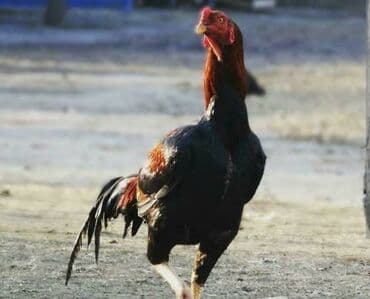 xacmaz heyvan bazari: Aseel tipli xoruz - Güclü, hündür bədən quruluşu, uzun ayaqlar və — 1