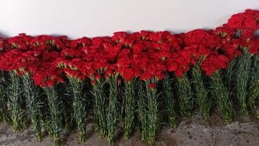 güllər: Qərənfil gülünün topdan və pərakəndə satışı mövcuddur öz isti — 2