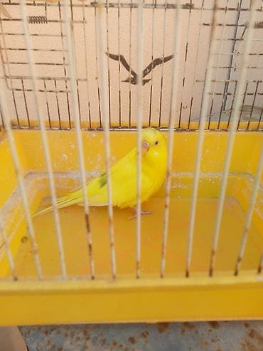 Iki qus (erkek disi) bir boyuk qefes icinde yemi qabi su qabi — 7