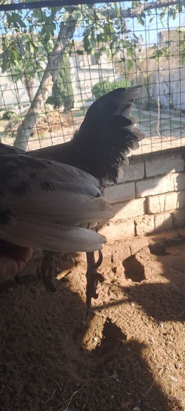 Xoruzlar: Xoruz, Yapon, il: 4 — 3