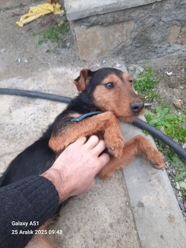 it yuvası satilir: Ov iti — 3