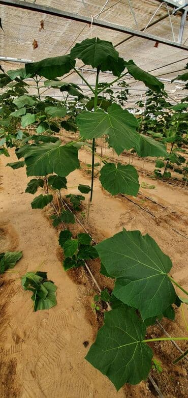 uzum tingləri: Paulownia (adem agaci) hal hazirda var 2 illik ağaclardı uzunlugu 3 — 9