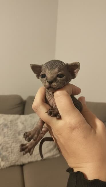 pişik üçün çanta: Sfinks, Erkək, Dişi, Ünvandan götürmə — 1