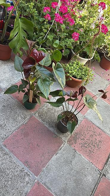 bitki: Anthurium 15-25azn.
Ünvan Şamaxinka — 1