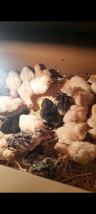 Toyuq cücələri, Ətlik