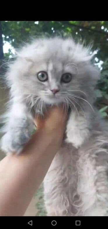 мейн кун купить в баку: Qızıl şinşilla, Dişi, Yaxşı əllərə, Ünvandan götürmə — 1