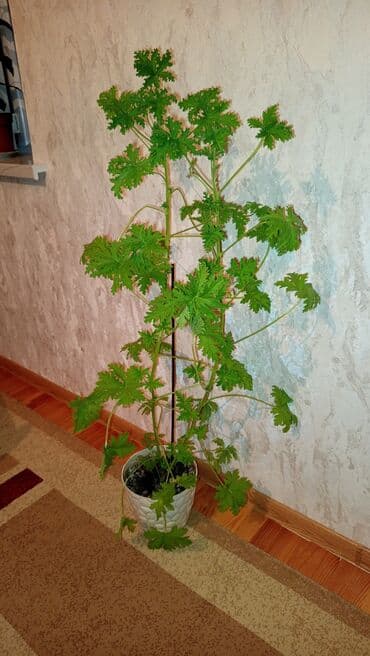 guller ve adlari: Yaşıl yarpaqlara və nazik budaqlara malik, ağ dibçəkdə böyüyən hündür — 1