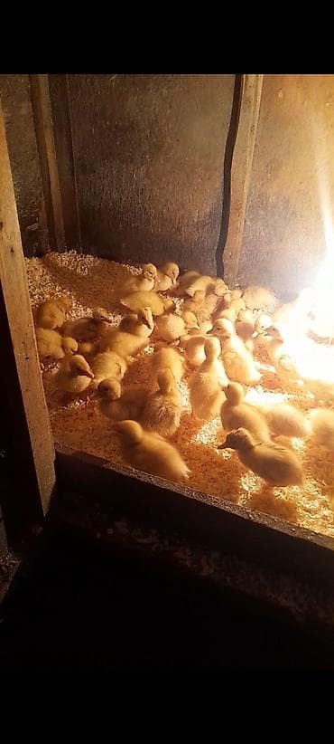 heyvanlar quşlar: Pekin ördəy balaları satılır istəyən əlaqə saxlasın tam sağlam Unvan — 2