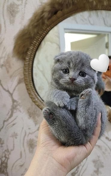 pişik boyunbağı: Şotland — 5