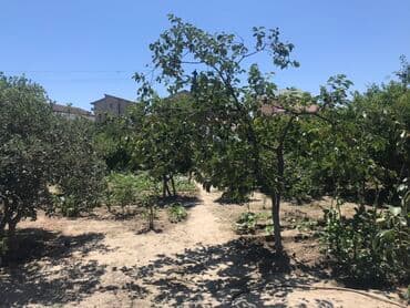 abşeron gənclər şəhərciyi: Kənd təsərrüfatı, Mülkiyyətçi, Kupça (Çıxarış) — 7