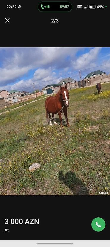 lalafo heyvanlar: At – 3 000 AZN - Növ: at - Rənglər: qır (şabalıdı) və boz - — 2