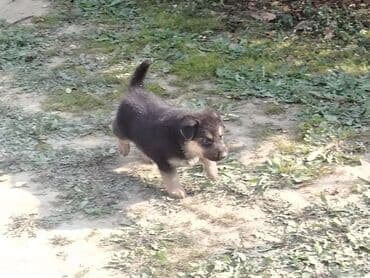 alman ovcarkası: Alman çoban iti — 2