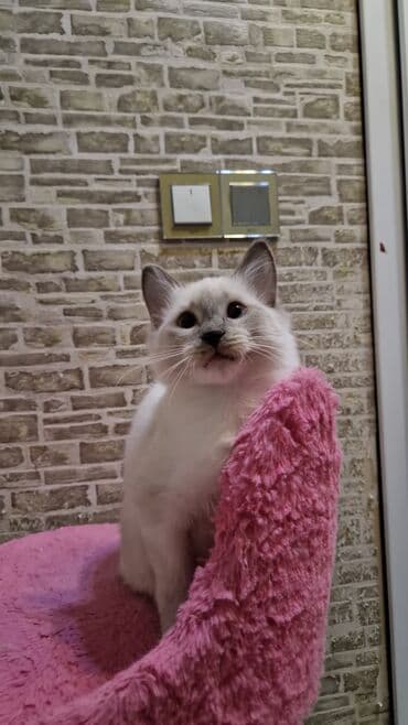 pişik cins: Dişi, Pulsuz çatdırılma — 3