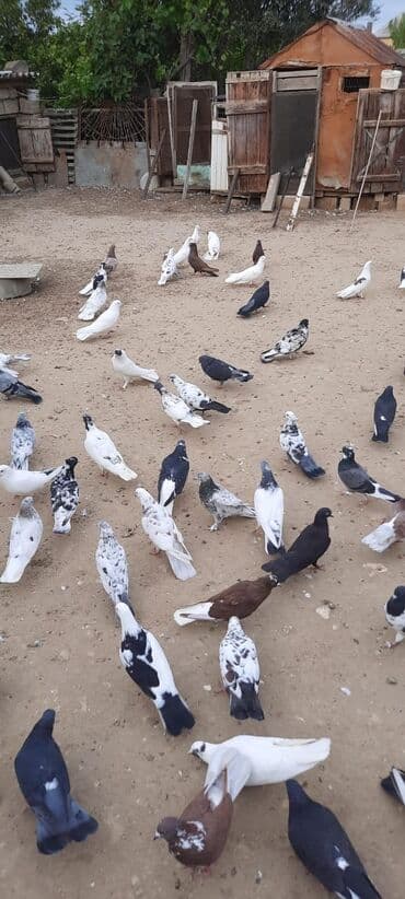 cuce ve xoruz: Quşlar satılr @sarayli_qusbaz_agaselim — 3