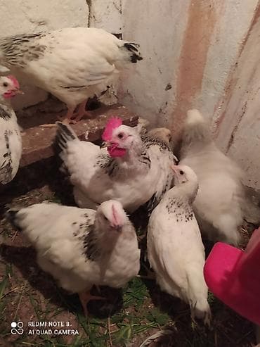 heyrati feresi: Serebrist fereler 6.50 xoruzlar 7 manatdan ünvan Hökməli 40 denedi tam — 3