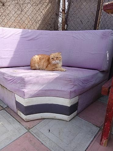 С/х животные и товары: Сиамская, Самец, В добрые руки, Платная доставка — 2