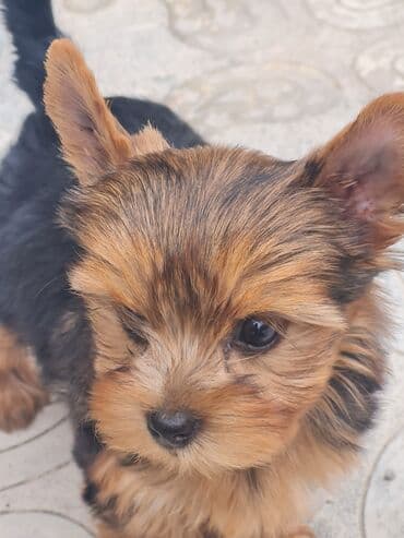 джек рассел терьер купить: Йоркширский терьер, 2 месяца, Самка, Платная доставка, Доставка в районы, Бесплатная доставка — 3