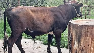 simmental inekler: Bordaqlıq erkək danalar var tərəzinin satılır gözəyarıda — 4