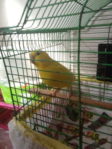 вольер для волнистых попугаев: Tutuquşu qəfəs aksessuarlari ilə birlikdə verilir . çatdırılma var — 2