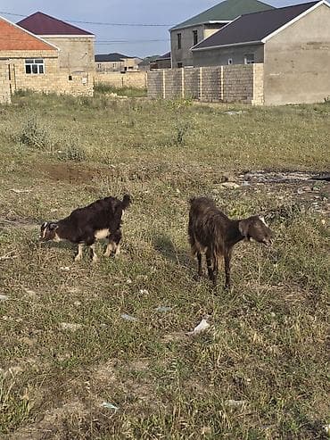 itlerin ucuz qiymete satisi: Heyvanlar tam sağlamdır təcili pul lazım olduğu üçün satılır üçüdə — 2