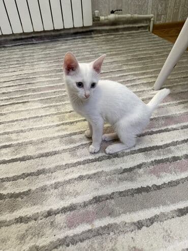 vəhşi pişik: Van, Dişi, Yaxşı əllərə — 3