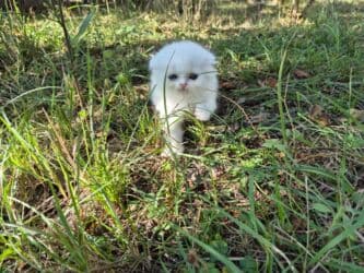 Gəmiricilər: Britan yastı qulaq, Dişi, Yaxşı əllərə, Ünvandan götürmə — 1