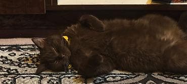 British Short Hair Brown Cinsidir. Şokolad rəngli, qısa tüklü ev — 8