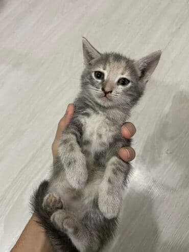 siam pişiyi qiyməti: Yaxşı əllərə — 3