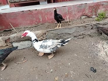 Akvariumlar: Erkək, | Lal ördək, Ətlik, Ödənişli çatdırılma — 1