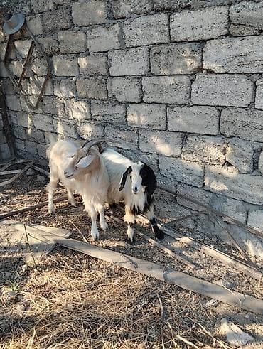 Satış: 2 baş keçi
- Növ: yerli keçi
Erkey ve dişi lalafo.az -da Satış: 2 baş keçi
- Növ: yerli keçi
Erkey ve dişi