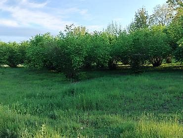 50 sot, Biznes üçün, Kupça (Çıxarış)