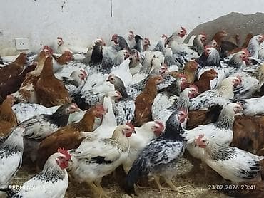 Quşlar: 3 aylıq lider 55 çolpalar satılır,çekileri 1kq 5002 kq.Qiymeti 7 — 3