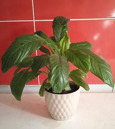 xlorofitum bitkisi: Sülh zanbağı (Spathiphyllum) – dekorativ otaq bitkisi - Parlaq, iri — 1