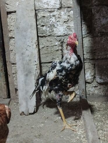 Chevrolet: Петух, Heyrati, лет: 1, Самовывоз — 3