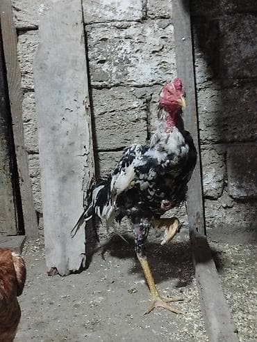 heyratı fere: Xoruz, Heyratı, il: 1, Ünvandan götürmə — 3