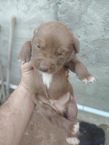 labrador retriver: 20 günlük labrador balalarıdı — 3