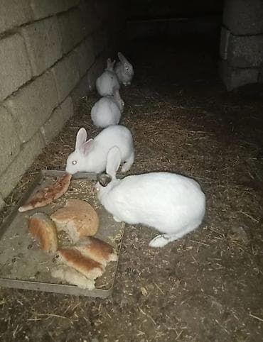 Dovşanlar Optovoy Satılır 8 manata 10 Dənədi