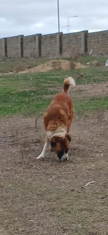 çoban iti: Qurdbasar, 1 il, Erkek — 3